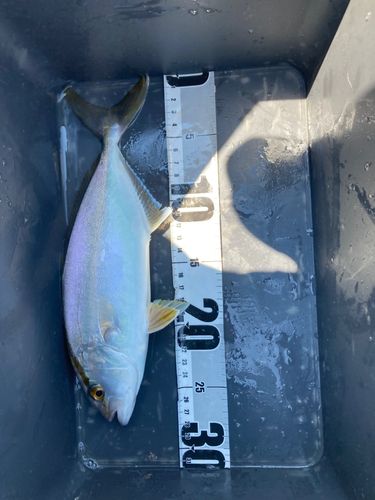 シオの釣果