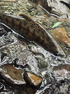 ヤマメの釣果
