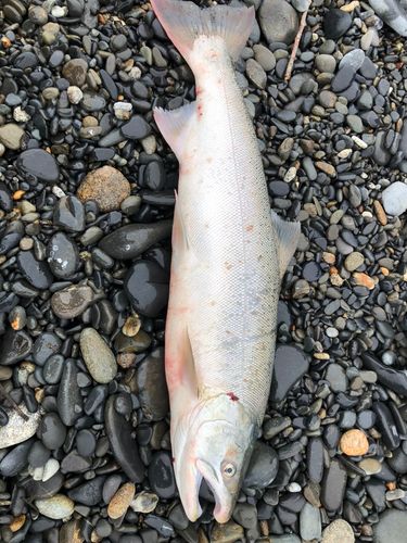 サクラマスの釣果