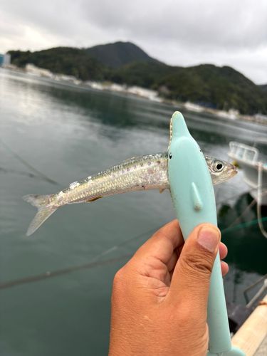 イワシの釣果