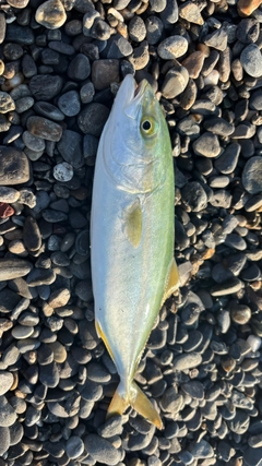 ワカシの釣果