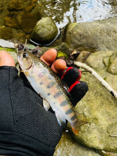 ヤマメの釣果