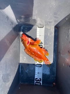 アカハタの釣果