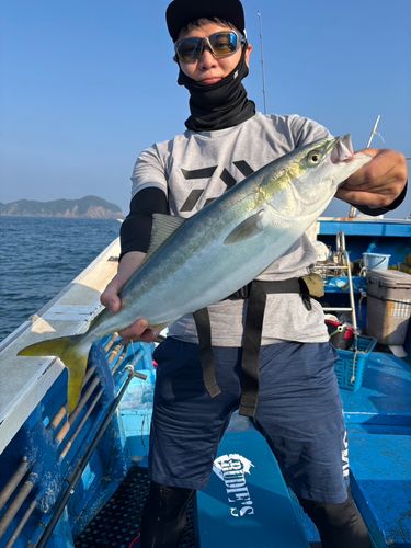 ブリの釣果