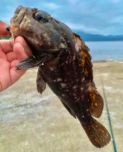 ムラソイの釣果