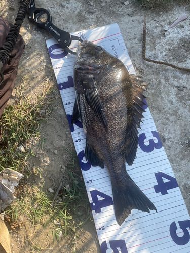 クロダイの釣果