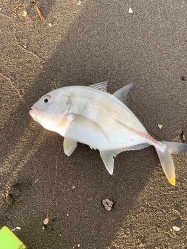 メッキの釣果
