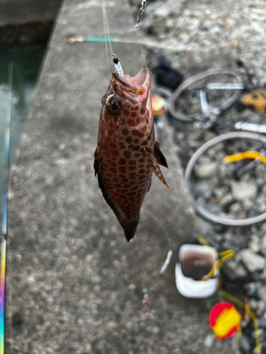 オオモンハタの釣果