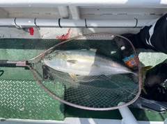 ブリの釣果