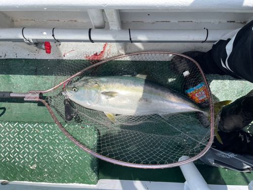 ブリの釣果