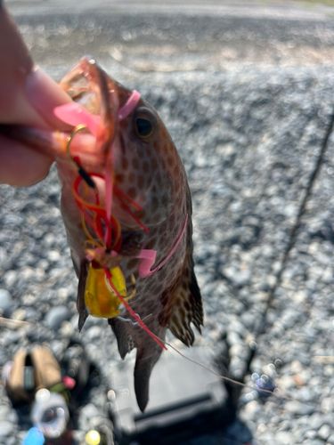 オオモンハタの釣果