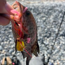 オオモンハタ