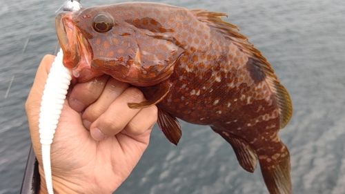キジハタの釣果