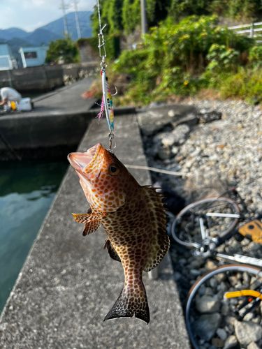 オオモンハタの釣果