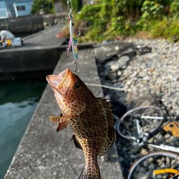 オオモンハタ