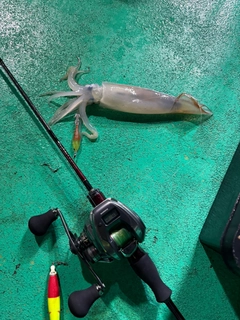 スルメイカの釣果
