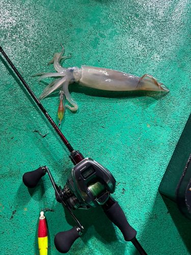 スルメイカの釣果