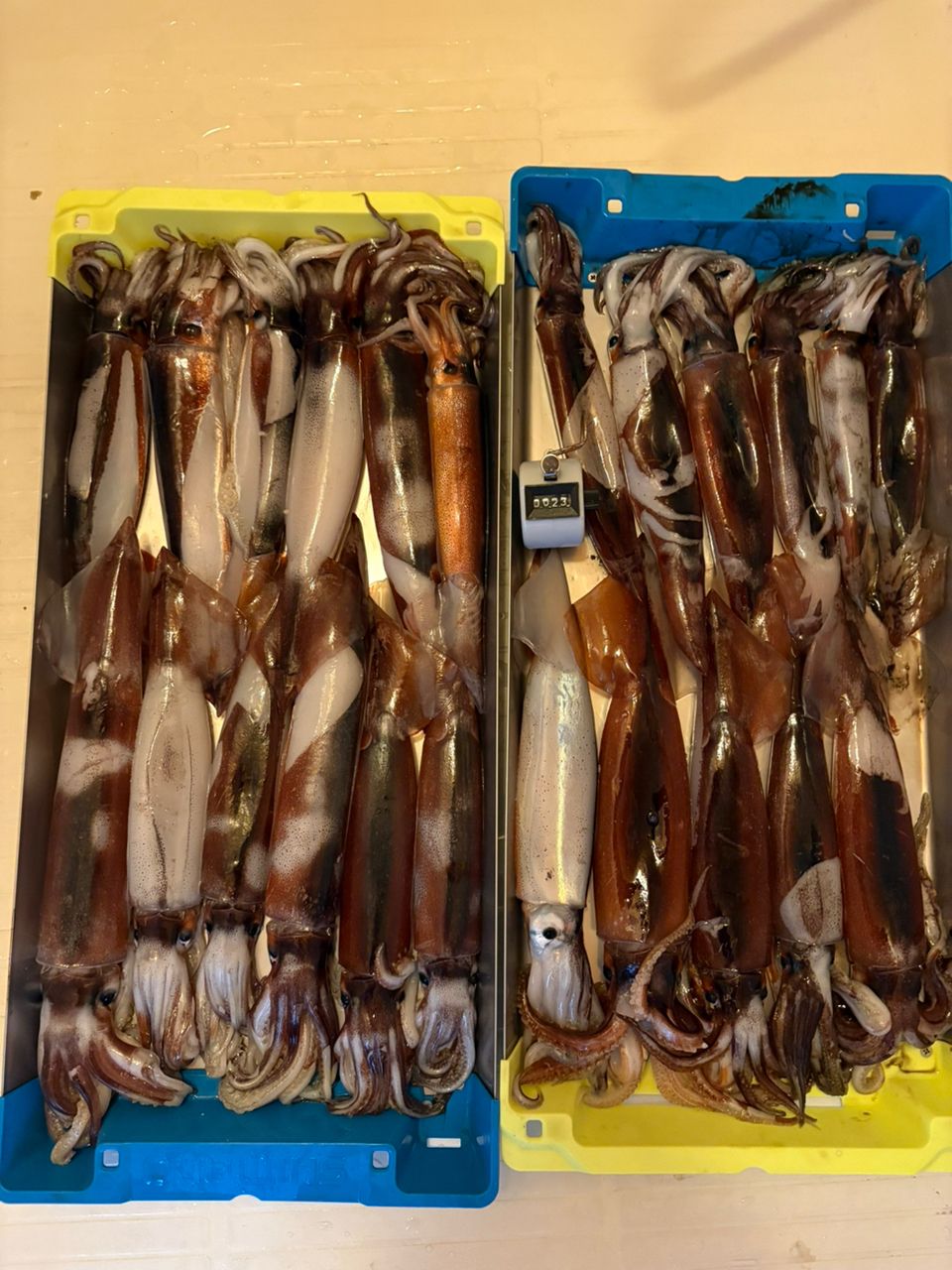 まにりさんの釣果 3枚目の画像