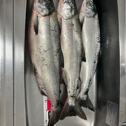 アキアジ