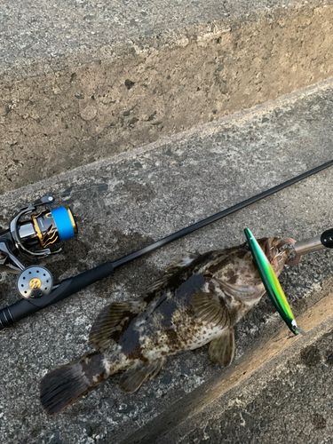 ベッコウゾイの釣果