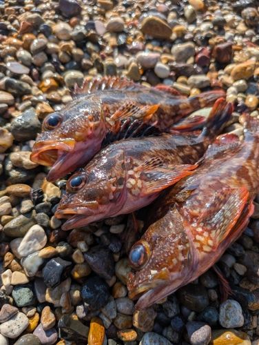 カサゴの釣果