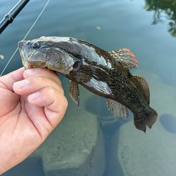 カワアナゴ