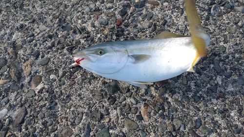 フクラギの釣果