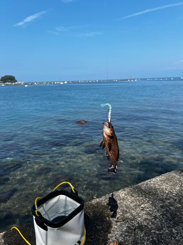 オオモンハタの釣果