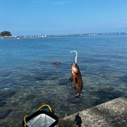 オオモンハタ