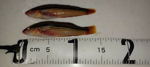 キュウセンの釣果