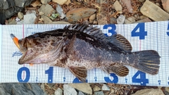 タケノコメバルの釣果