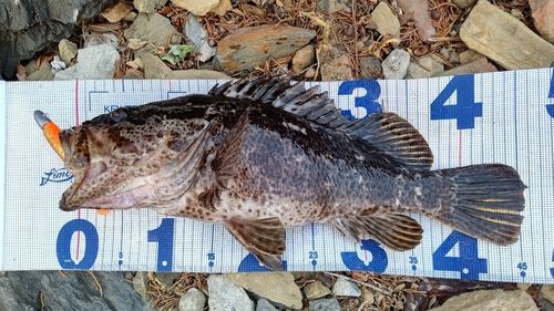 タケノコメバルの釣果