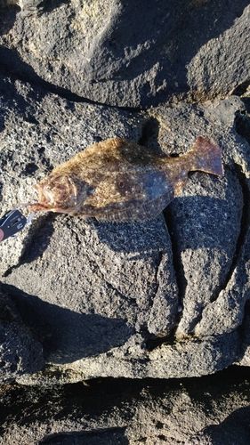 ヒラメの釣果