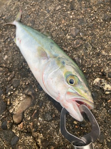 ワカシの釣果