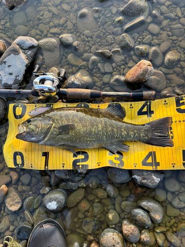 スモールマウスバスの釣果