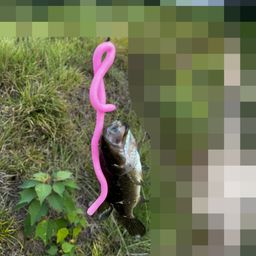 ブラックバス
