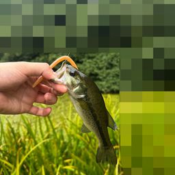 ブラックバス