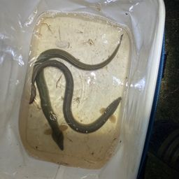 ウナギ