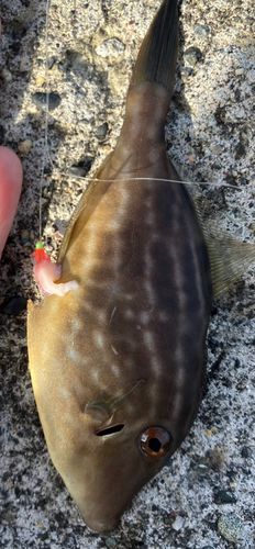 ウマヅラハギの釣果