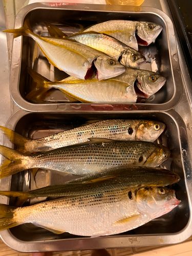 シマアジの釣果