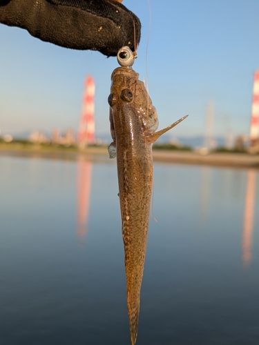ハゼの釣果