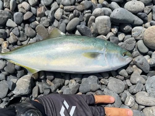 ワカシの釣果