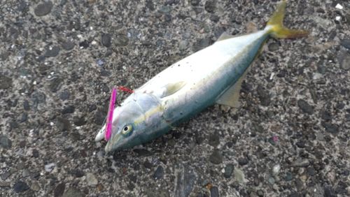 フクラギの釣果