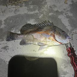 コショウダイ