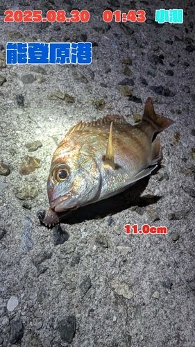 チダイの釣果
