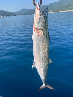 サワラの釣果