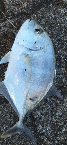メッキの釣果