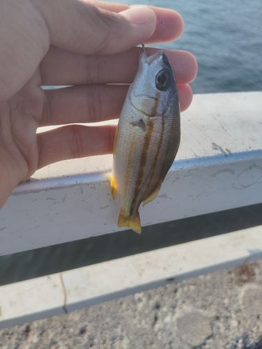 イサキの釣果