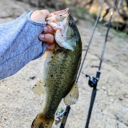 ラージマウスバス