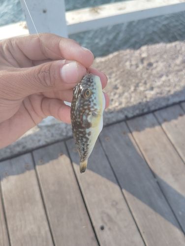 フグの釣果